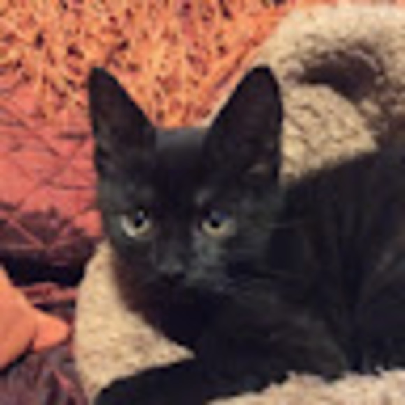 Meet your Posher, Lily - Picture 1 of 1